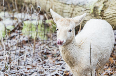 Close-up of goat on field