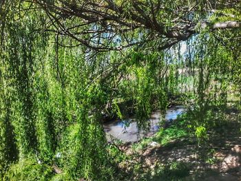 Reflection of trees in lake