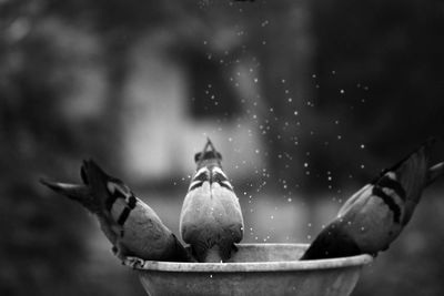 Pigeons perching on birdbath