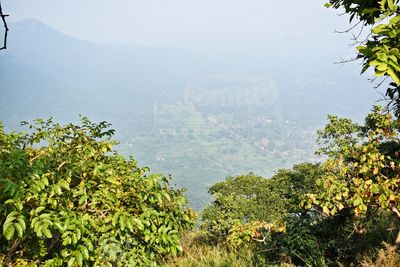 Trees and plants growing on land