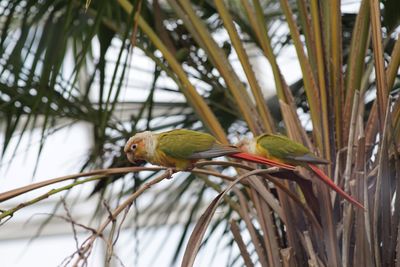 Bird perching on a tree