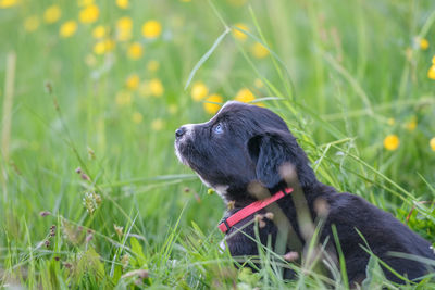 Close-up of dog on field