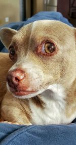 Close-up portrait of a dog at home
