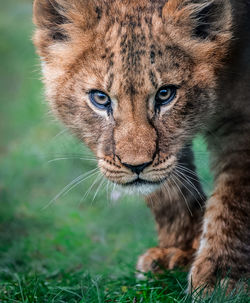 Close-up of a cat