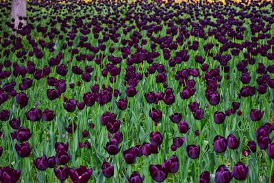 Full frame shot of purple plants on field