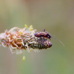 Close-up of flowers