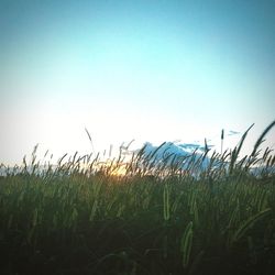 Scenic view of wheat field against clear sky