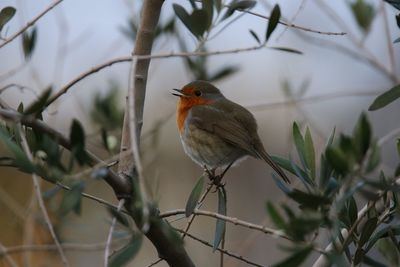 Close-up of bird perching on branch