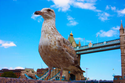 Low angle view of bird perching on blue sky