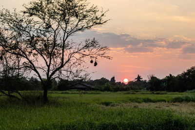 Scenic view of field against sky during sunset