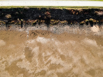 High angle view of starfish on beach
