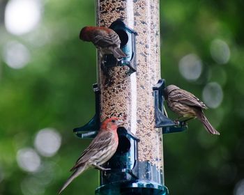 Pigeons perching on a bird feeder