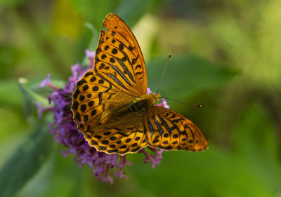 Close-up of butterfly pollinating on purple flower