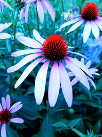 Close-up of coneflowers blooming outdoors