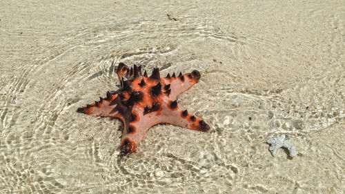 High angle view of crab on beach