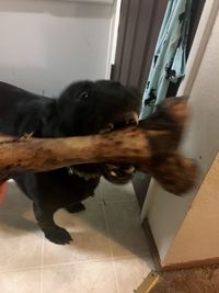 Close-up of man with dog at home