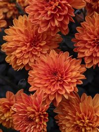 Close-up of red flowering plant