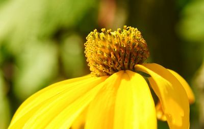 Close-up of yellow flowering plant