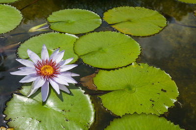 Close-up of lotus water lily in pond