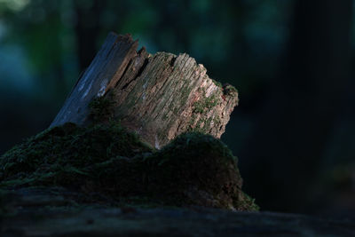 Close-up of tree stump