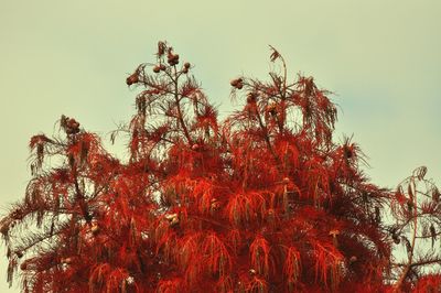 Low angle view of flower trees against clear sky