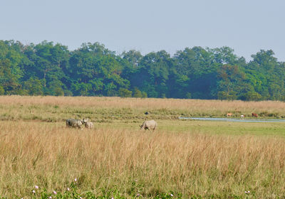 grassland