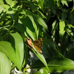 Close-up of butterfly on leaf