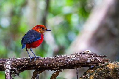 Close-up of bird perching on branch