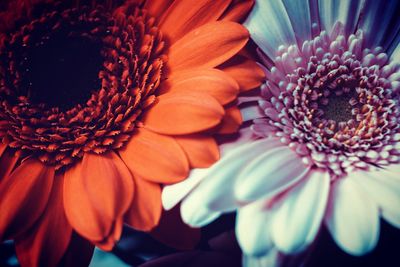 Close-up of daisy flower