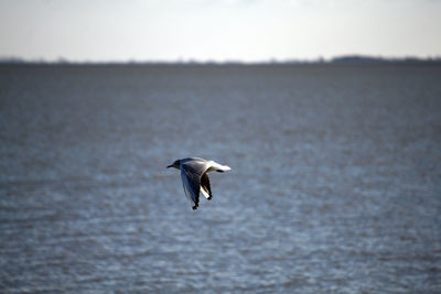 Bird flying over sea against sky