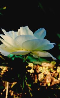 Close-up of white flowers blooming outdoors