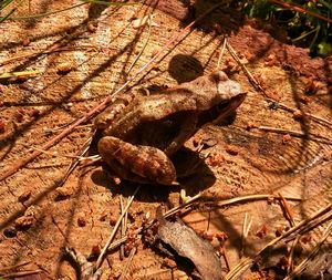 Close-up of lizard on dry leaf