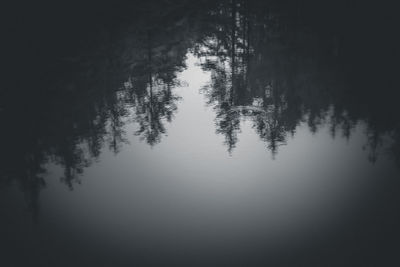 Reflection of trees in water