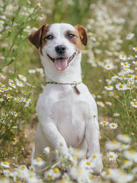 Portrait of dog on field