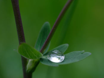 Close-up of raindrops on leaf