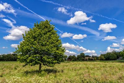 Green tree in meadow, blue sky with white clouds in summer