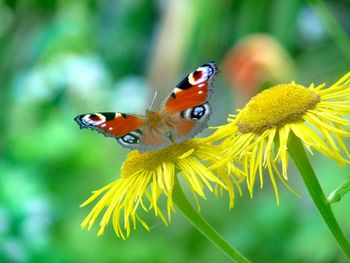 Close-up of butterfly pollinating on yellow flower