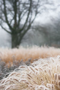 Close-up of snow covered land