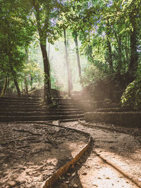 Footpath amidst trees in forest