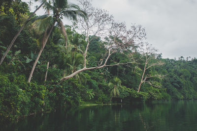 Scenic view of lake in forest against sky