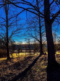 Bare trees on grassy field