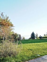 Scenic view of grassy field against clear sky