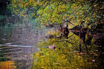 Scenic view of lake in forest during autumn