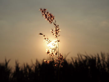 Close-up of stalks in field against sky during sunset