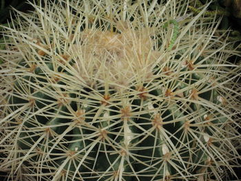 Close-up of plant