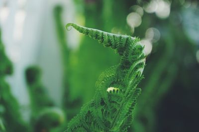 Close-up of fern on plant