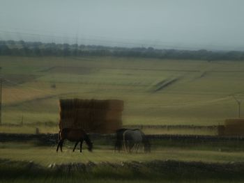 Horse grazing in field