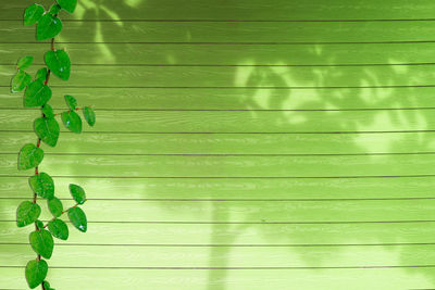 Close-up of green leaves