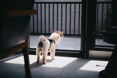 Dog standing in window