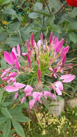 Close-up of pink flowers blooming outdoors